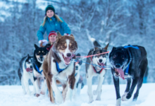 Why Dog Sledding Is More Than Just a Ride