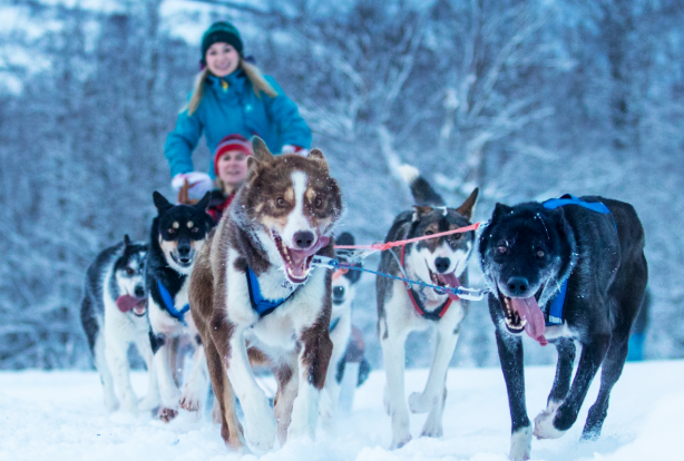 Why Dog Sledding Is More Than Just a Ride