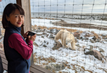 Adventure Awaits at Scenic Lodges Near Active Bear Habitats