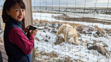 Adventure Awaits at Scenic Lodges Near Active Bear Habitats