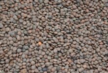 transform market lens pulse