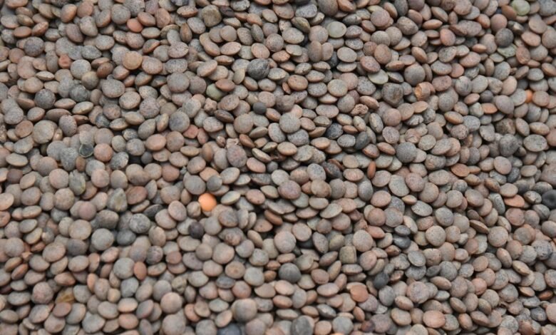 transform market lens pulse