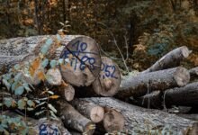 phone verification log ids listed